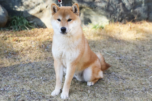 成約済の神奈川県の柴犬-280345の1枚目